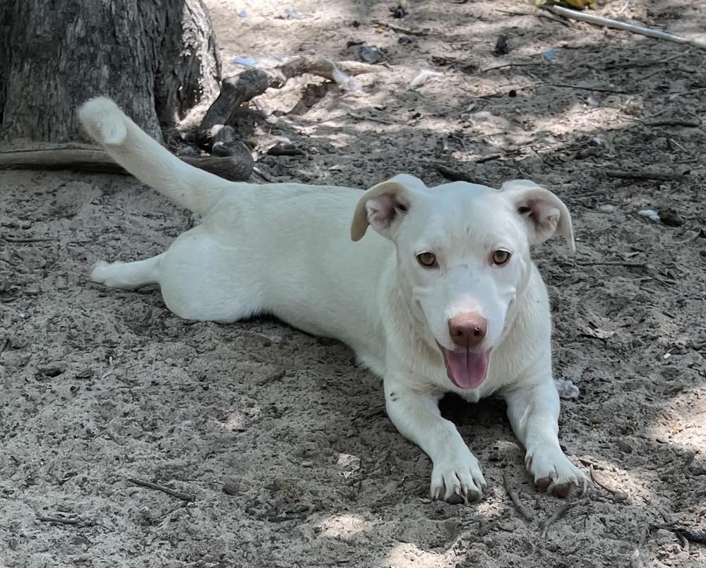 Misty, Adoptable, Puppy Female Jack Russell Terrier.