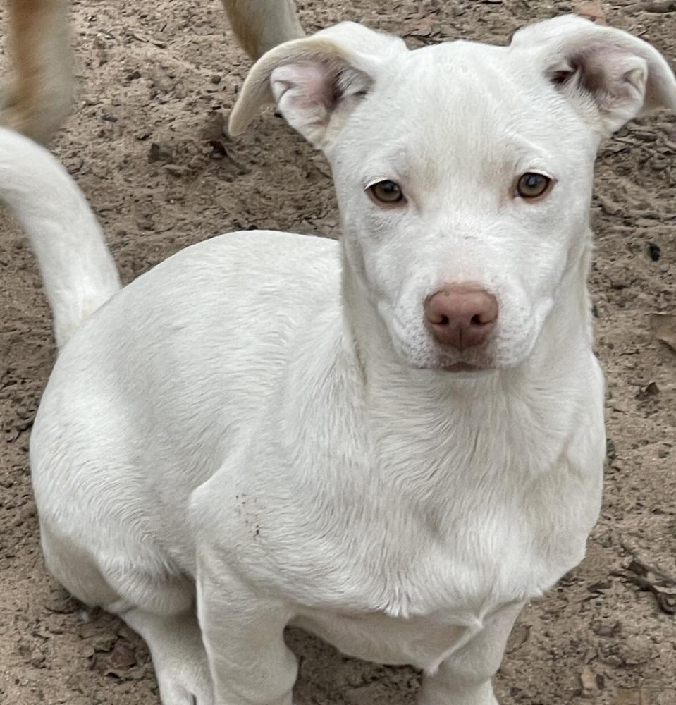 Enlarge Misty, a Adoptable mixed breed in Seguin, TX image 2/5