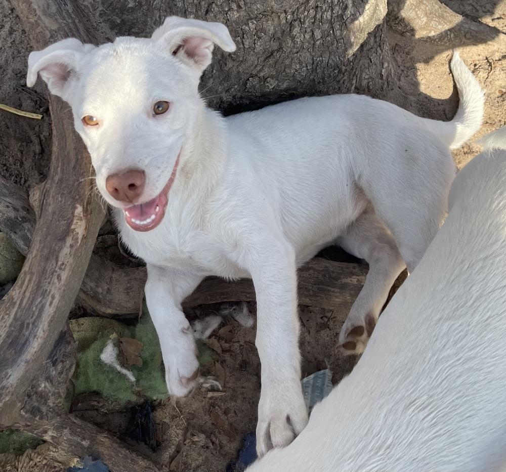 Enlarge Misty, a Adoptable mixed breed in Seguin, TX image 3/5