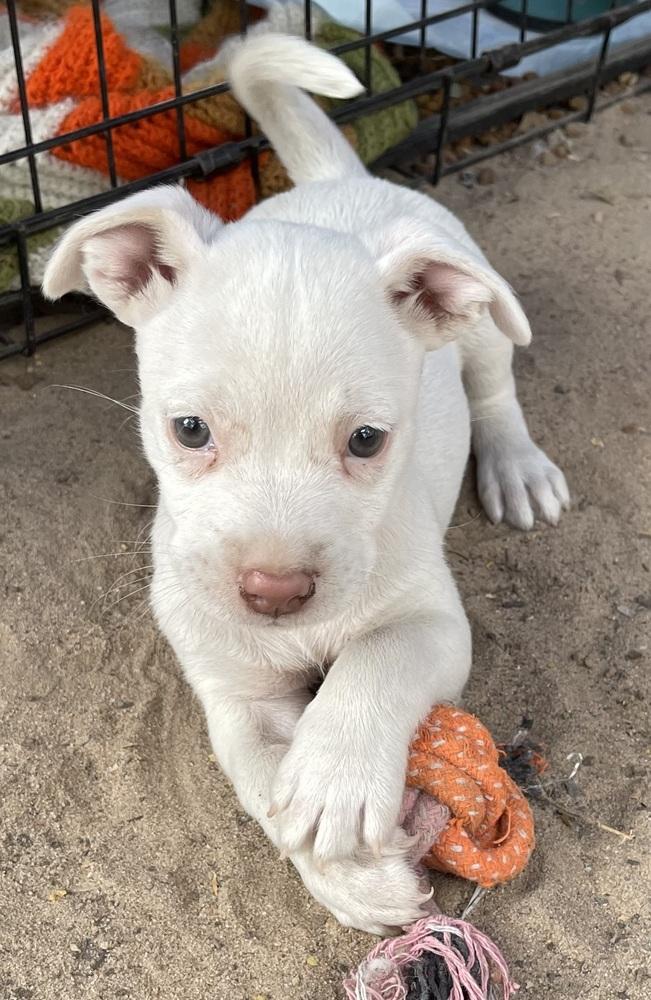 Enlarge Misty, a Adoptable mixed breed in Seguin, TX image 4/5