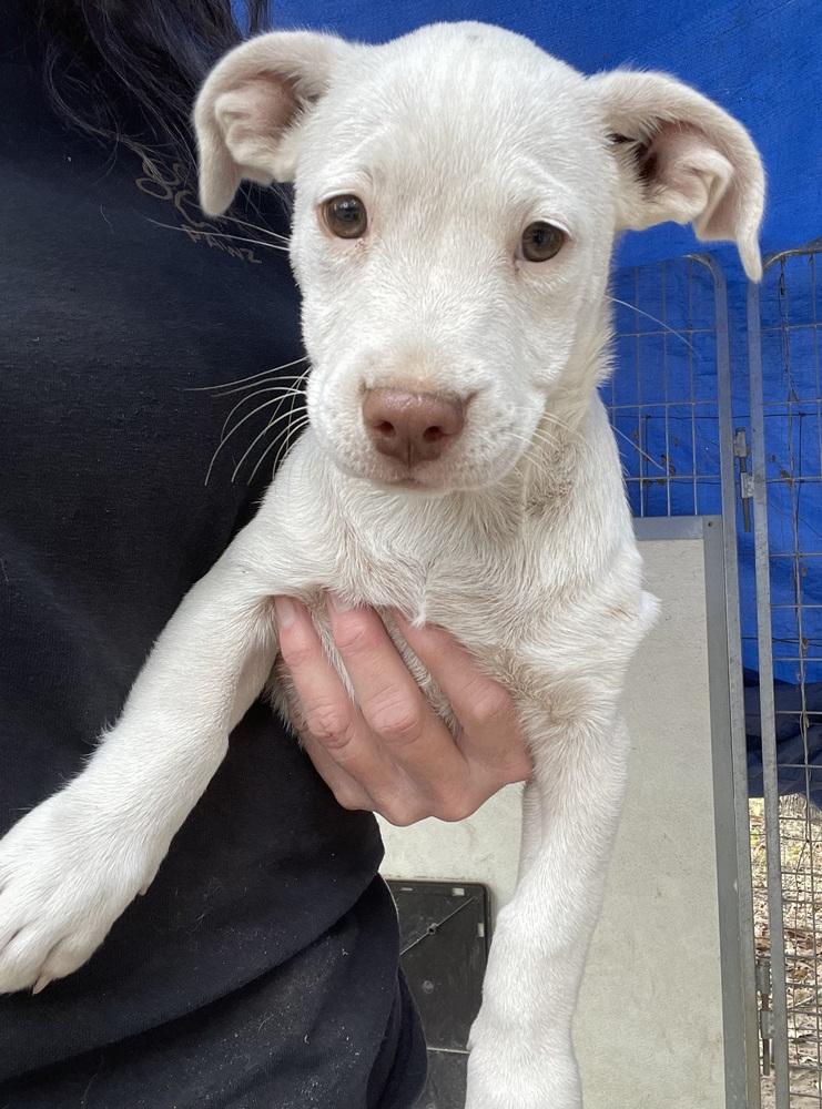 Enlarge Misty, a Adoptable mixed breed in Seguin, TX image 5/5