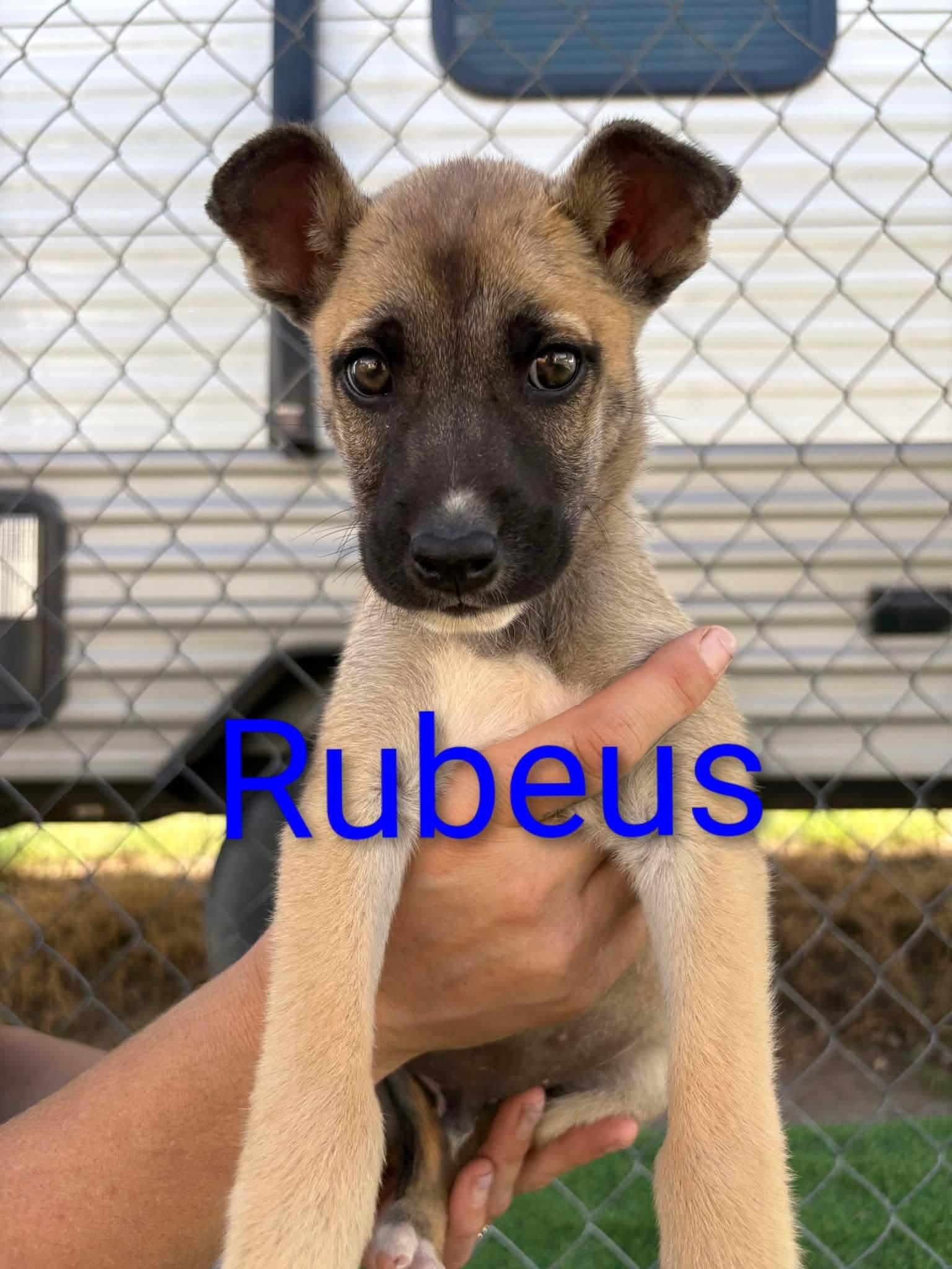 Rubeus, Adopted, Puppy Male Belgian Shepherd / Malinois.