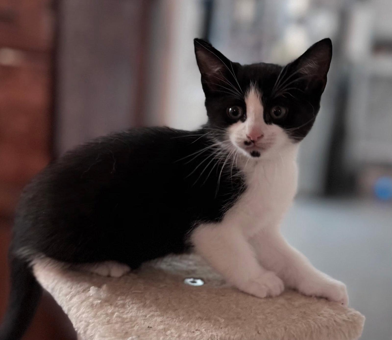 KITTEN OOLONG photo