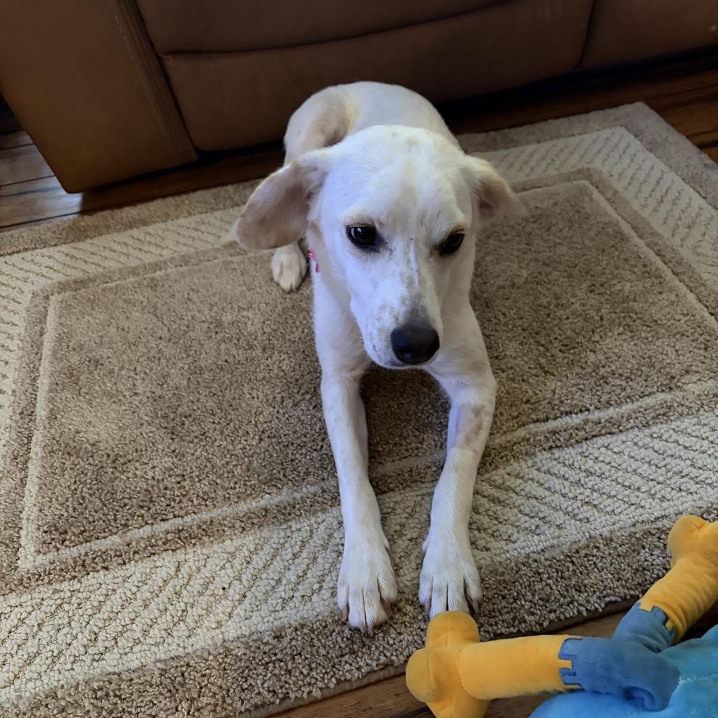 Enlarge Pixie , an adoptable mixed breed in Fenton, MI image 2/2