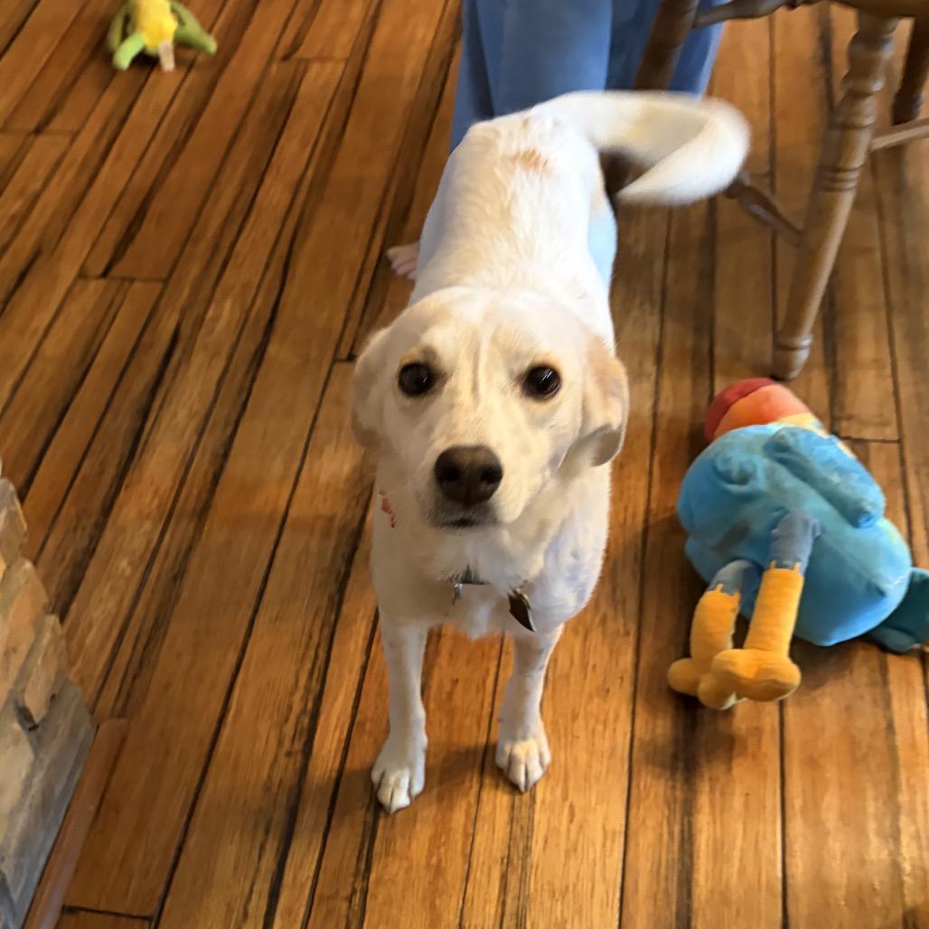 Pixie , adoptable, Adult Female Feist & Mixed Breed.