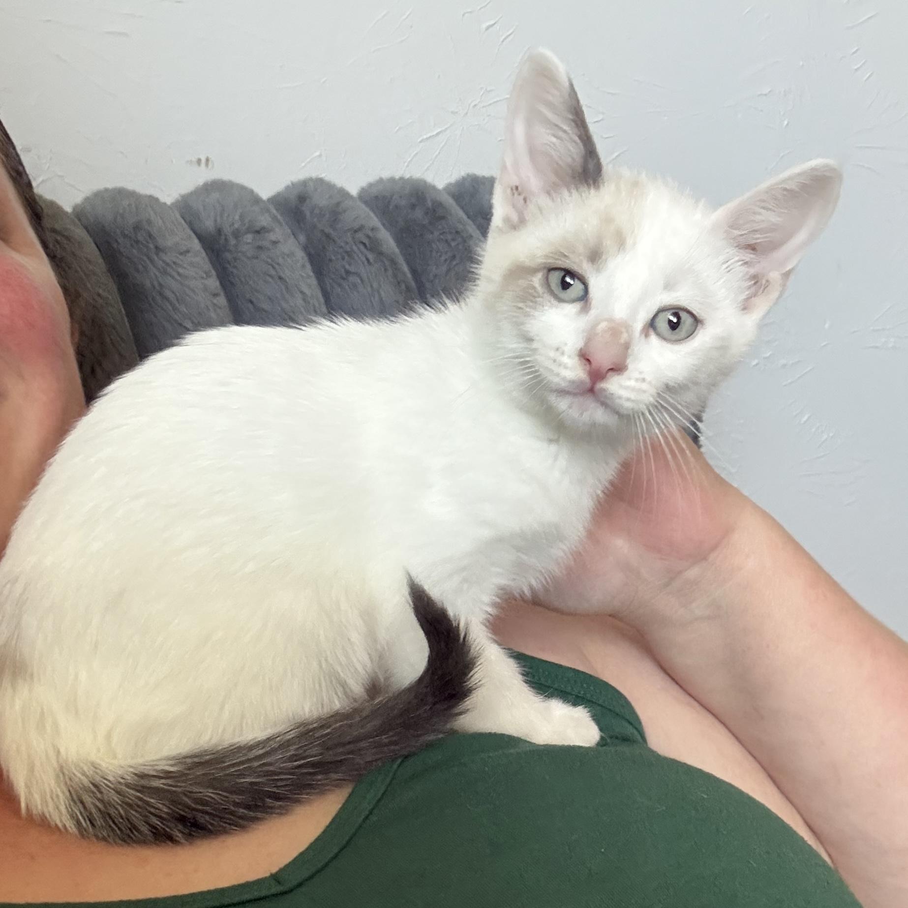 Goose, adopted, Kitten Male Siamese.