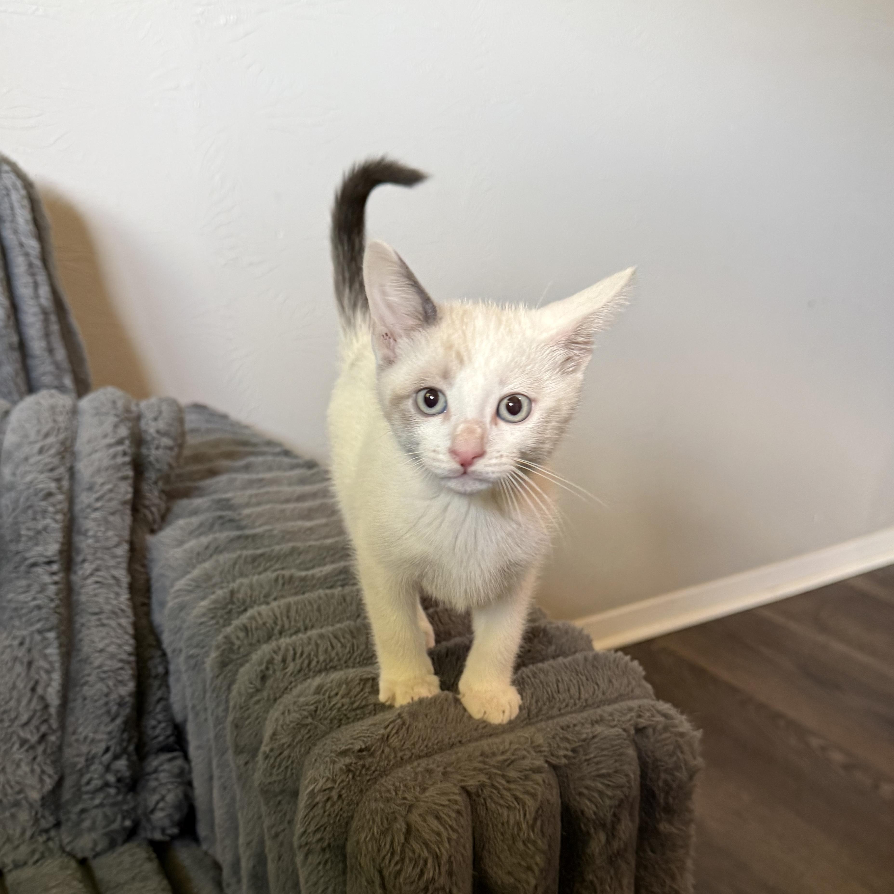 Goose, an adopted mixed breed in White Marsh, MD image 2/3