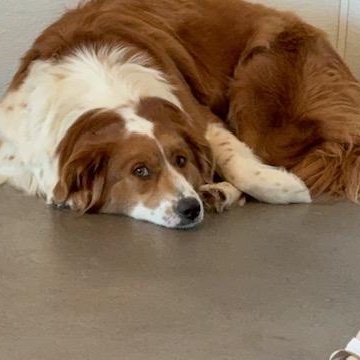 Rusty, adoptable, Young Male Australian Shepherd.