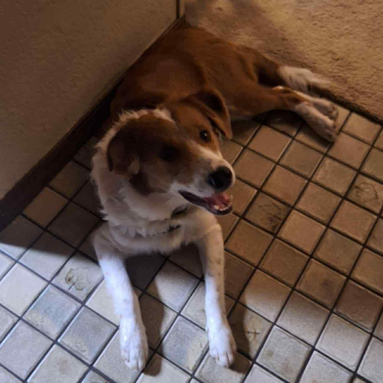 Enlarge Rusty, a Adoptable mixed breed in Yukon, OK image 3/4