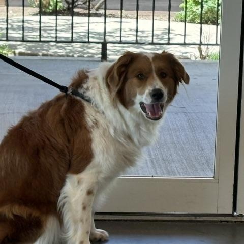 Rusty, an adoptable mixed breed in Yukon, OK image 2/6