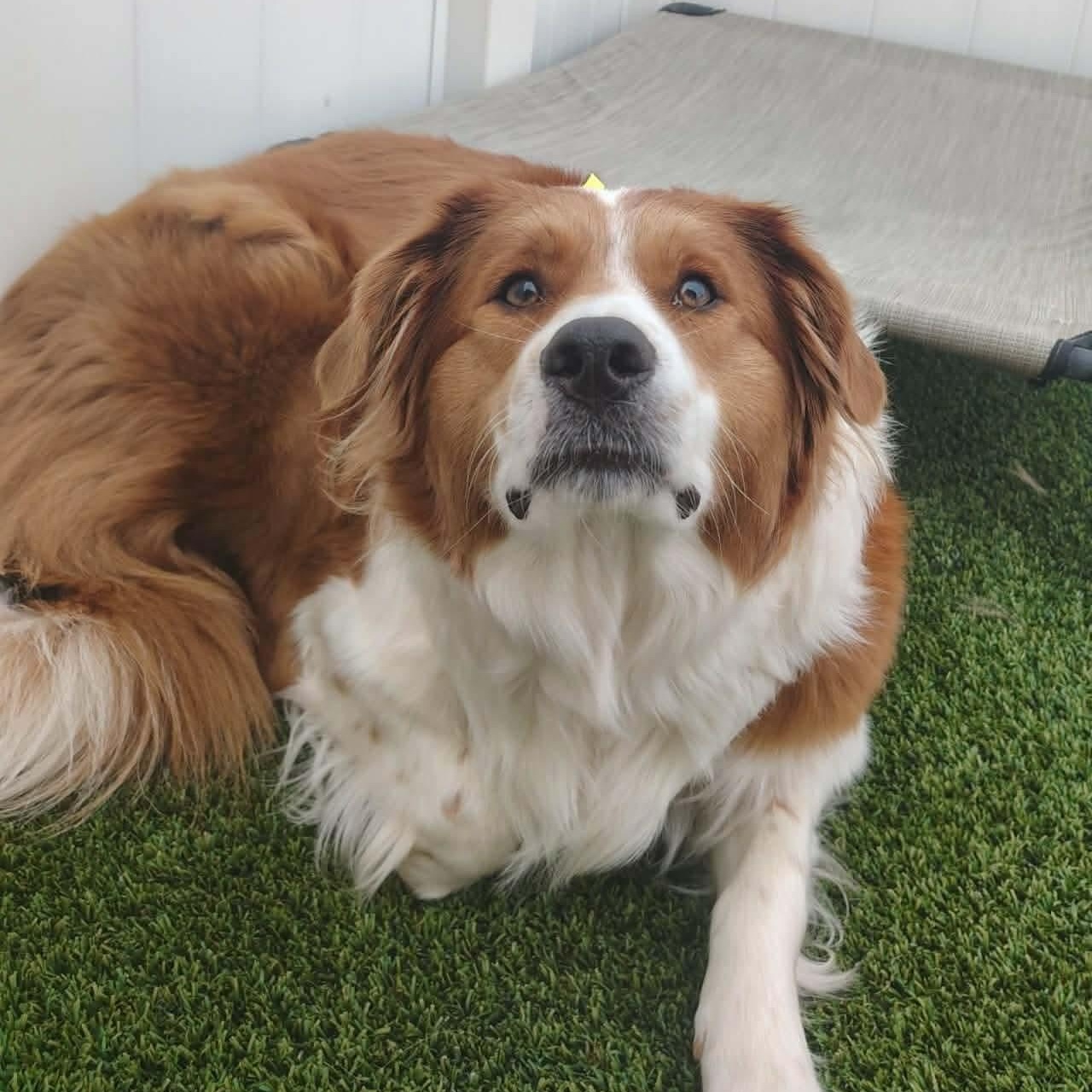 Rusty, adoptable, Young Male Australian Shepherd.