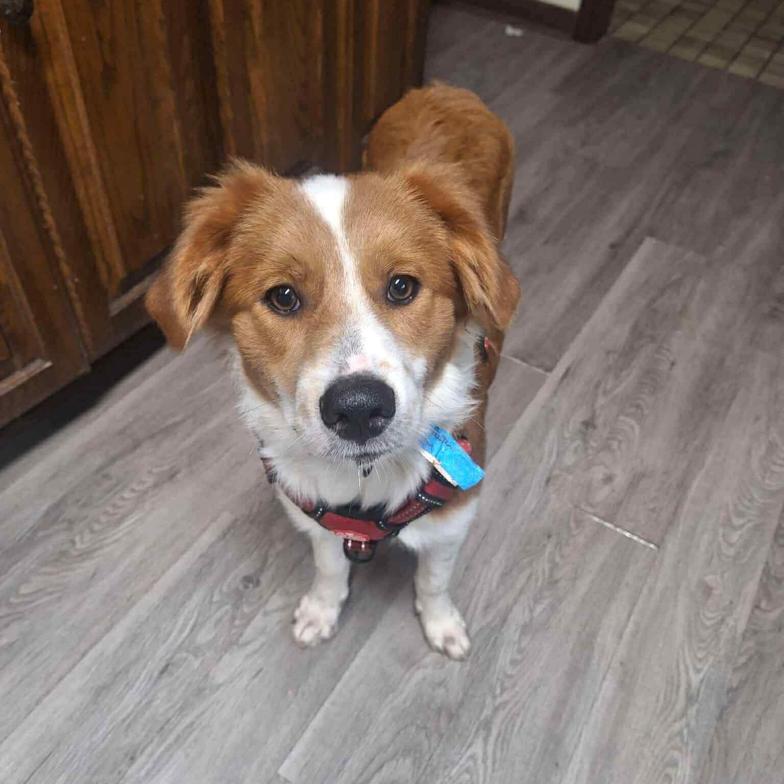 Enlarge Rusty, a Adoptable mixed breed in Yukon, OK image 1/4