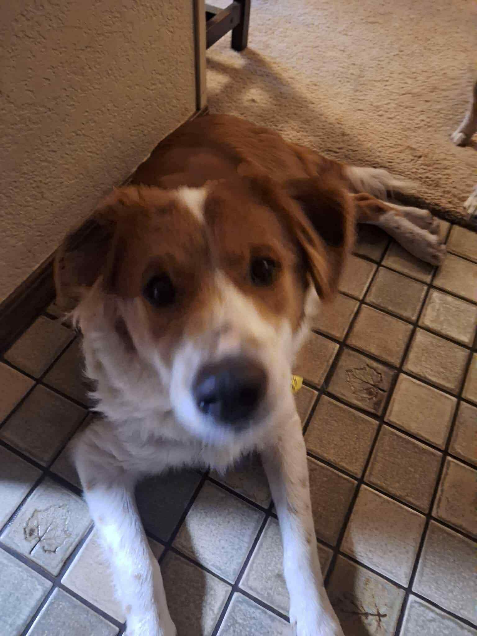 Enlarge Rusty, a Adoptable mixed breed in Yukon, OK image 2/4