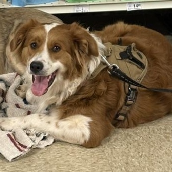 Enlarge Rusty, an adoptable mixed breed in Yukon, OK image 1/5