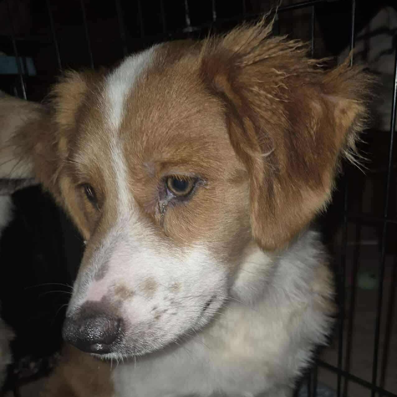 Rusty, Adoptable, Puppy Male Australian Shepherd.