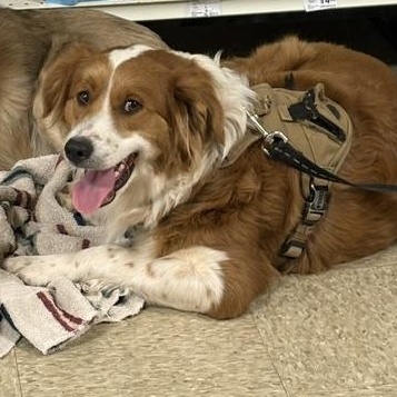 Enlarge Rusty, an adoptable mixed breed in Yukon, OK image 3/5