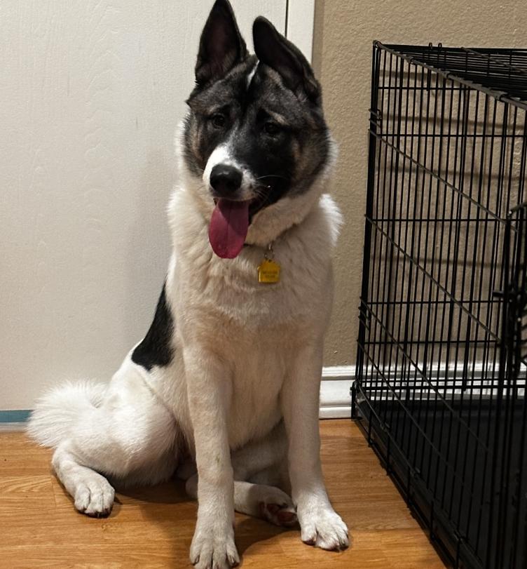 Enlarge Alaska, a ADOPTABLE Akita in TEMECULA, CA image 2/5