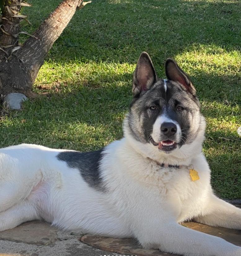 Enlarge Alaska, a ADOPTABLE Akita in TEMECULA, CA image 5/5