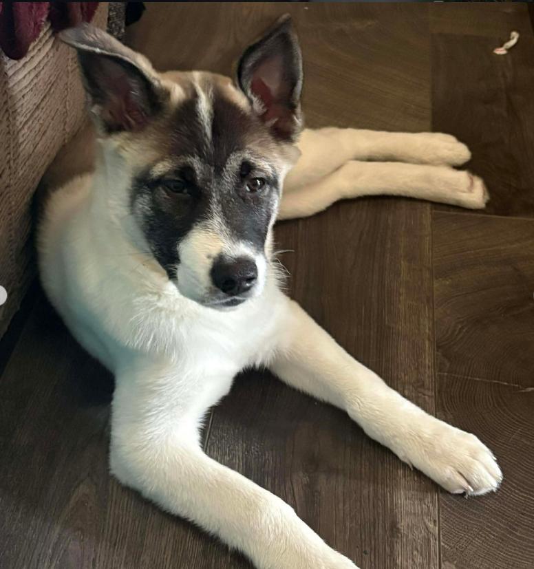 Enlarge Alaska, a ADOPTABLE Akita in TEMECULA, CA image 4/5