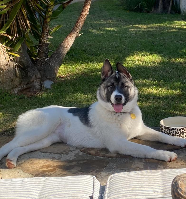 Alaska, ADOPTABLE, Puppy Female Akita.