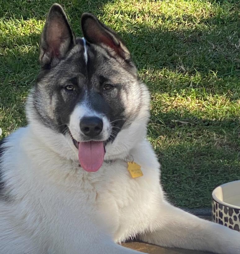 Enlarge Alaska, a ADOPTABLE Akita in TEMECULA, CA image 3/5