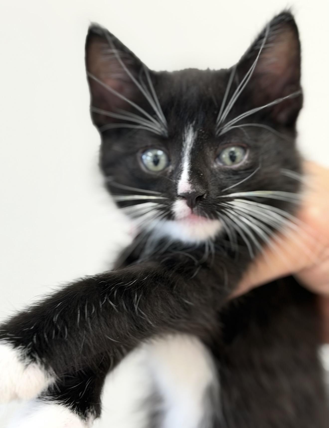Enlarge Namaste, a ADOPTABLE Domestic Short Hair in Fertile, MN image 3/4