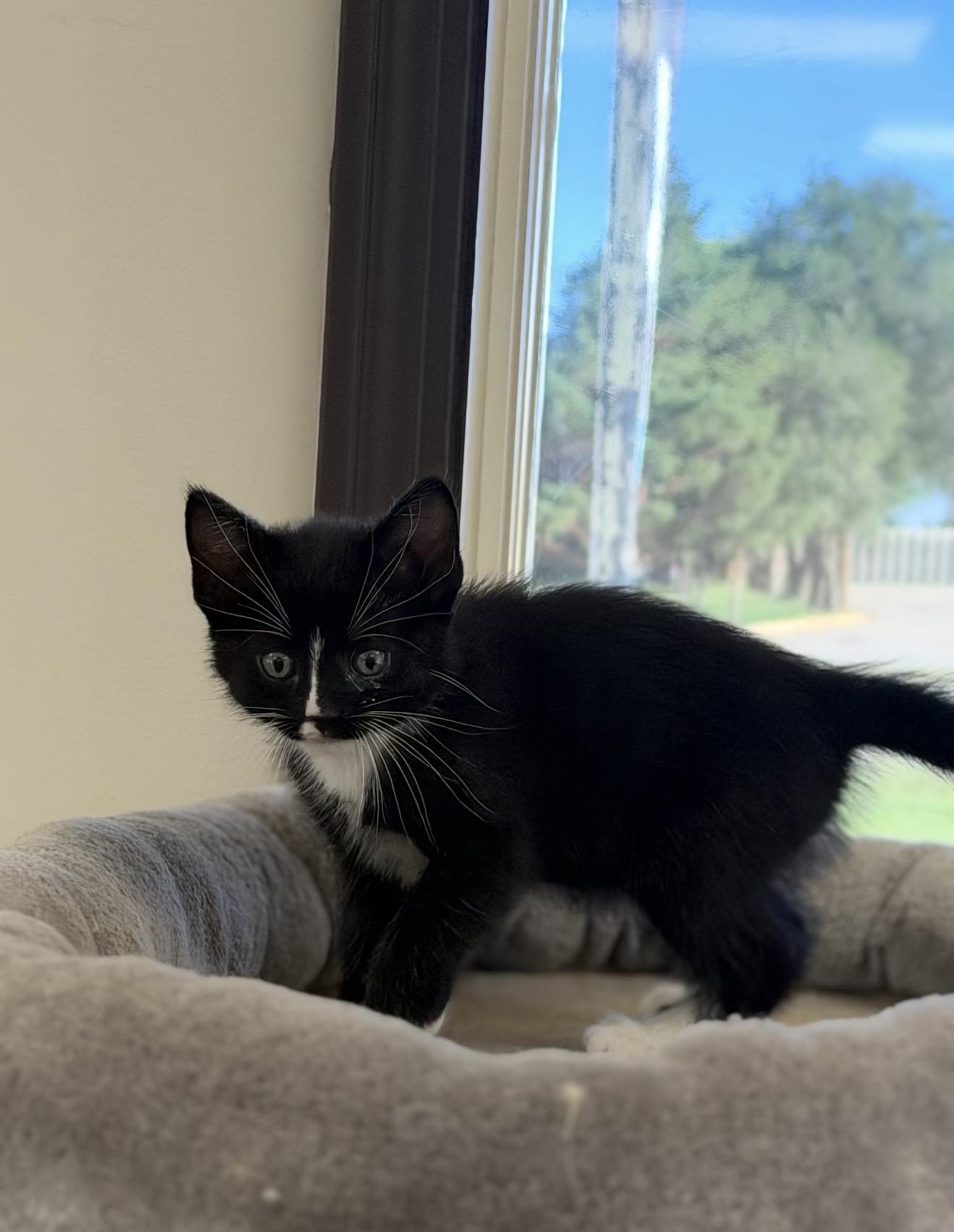 Enlarge Namaste, a ADOPTABLE Domestic Short Hair in Fertile, MN image 2/4