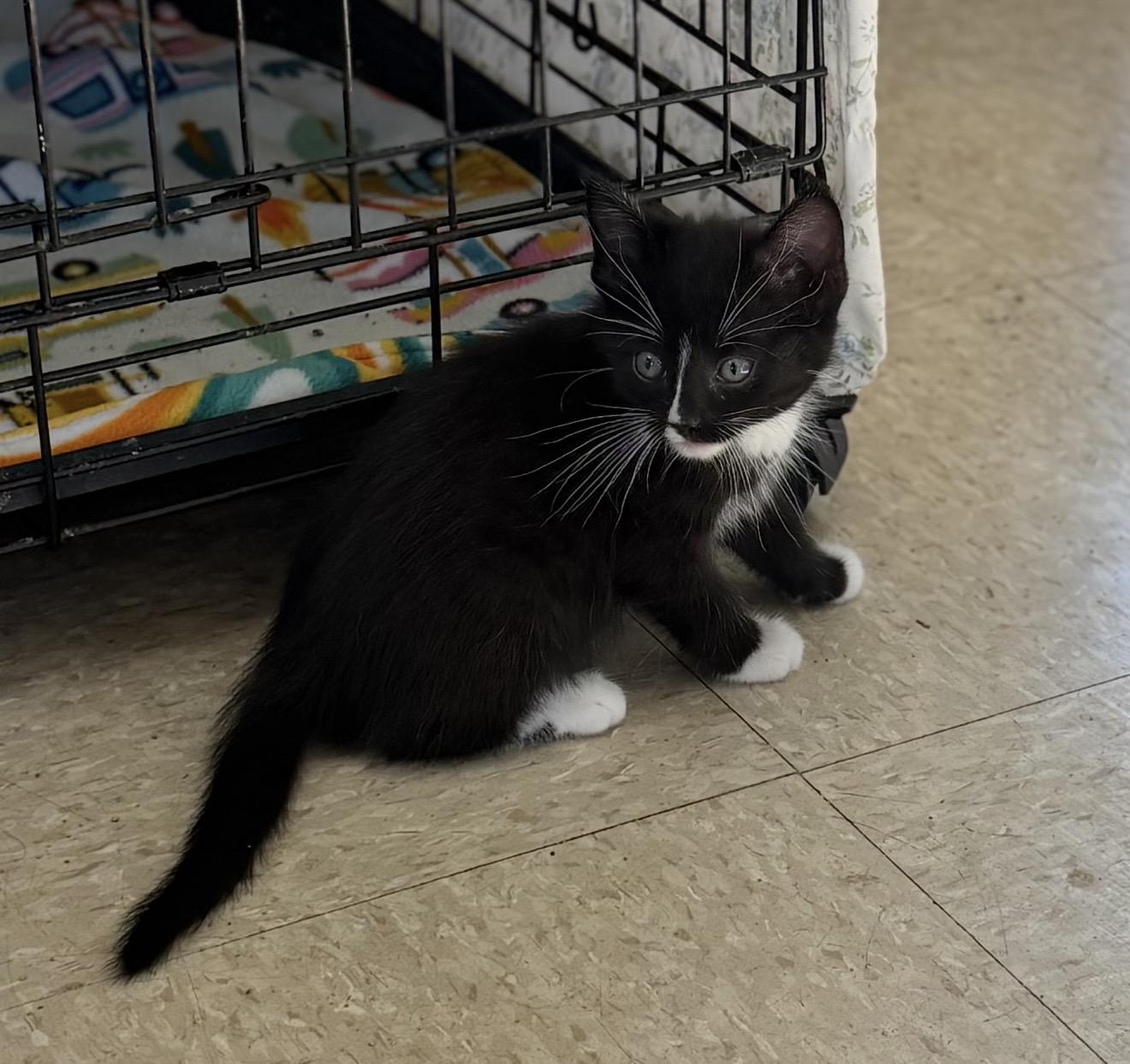 Enlarge Namaste, a ADOPTABLE Domestic Short Hair in Fertile, MN image 1/4