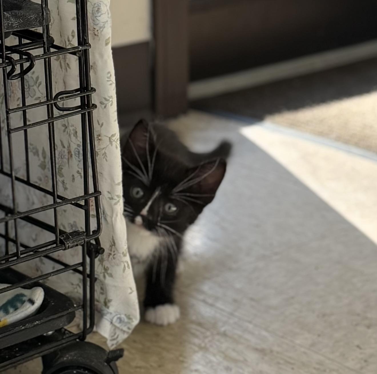 Enlarge Namaste, a ADOPTABLE Domestic Short Hair in Fertile, MN image 4/4