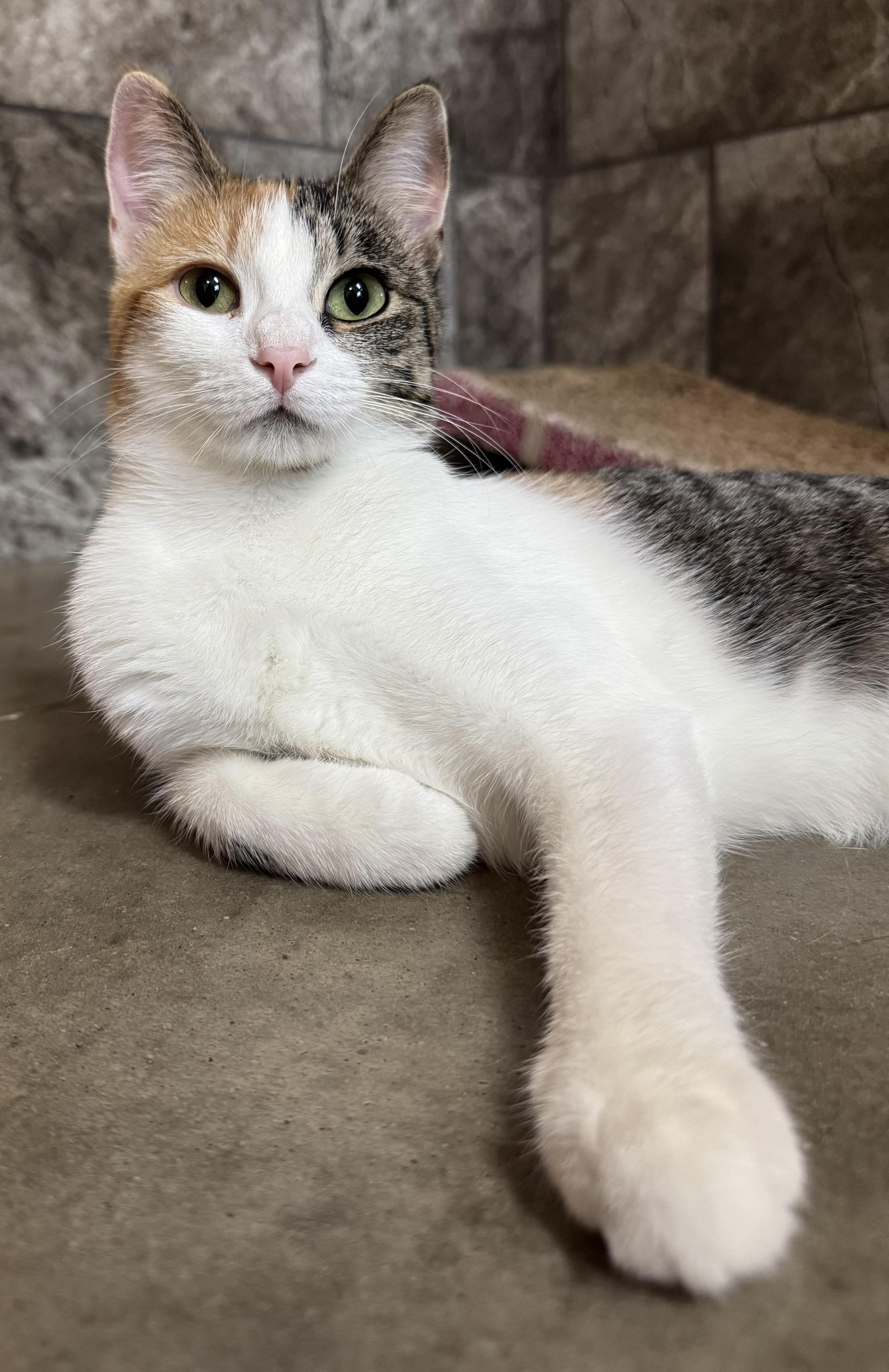 Enlarge Tabrina, a Adoptable Domestic Short Hair in Tomah, WI image 3/4