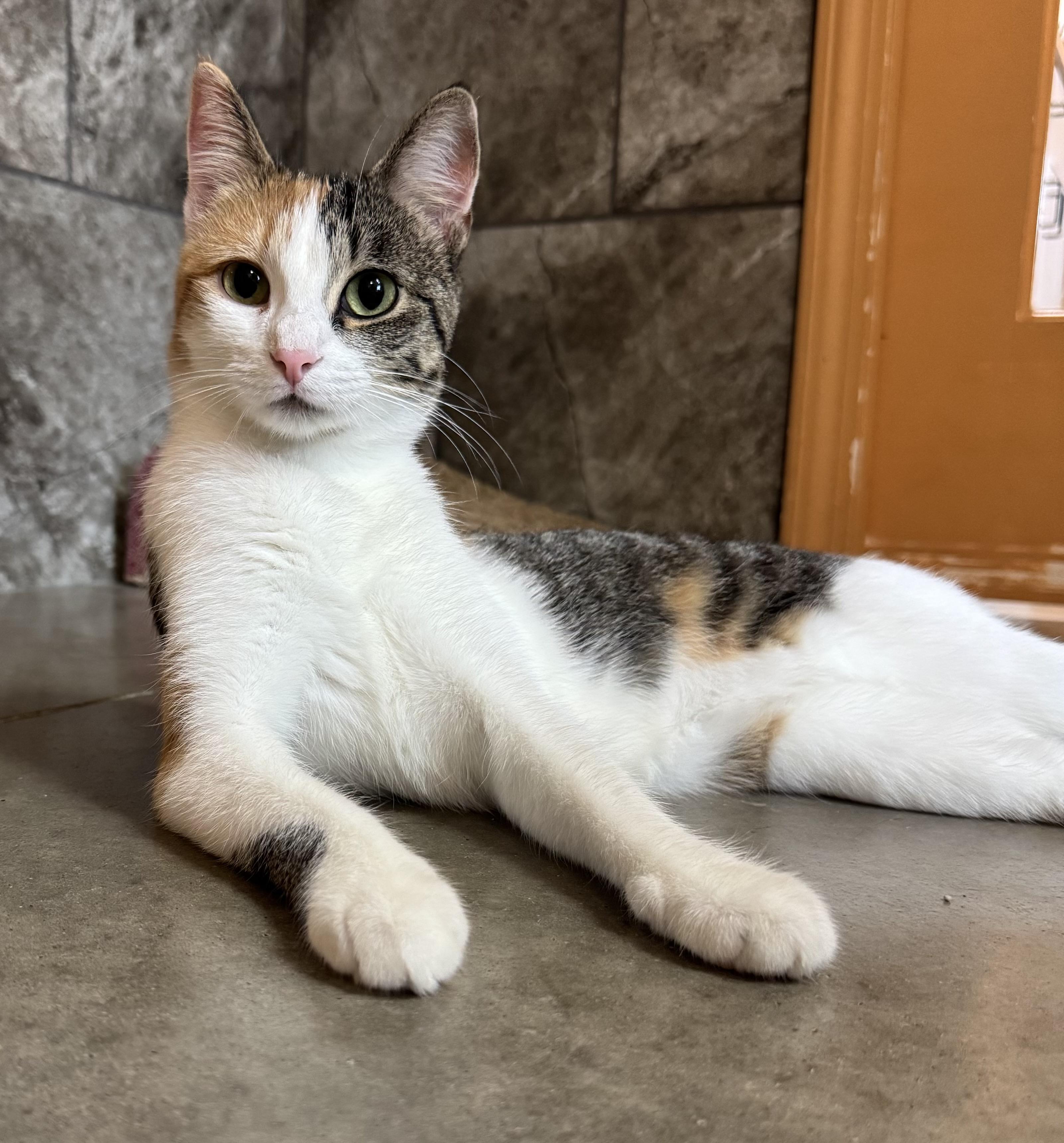 Enlarge Tabrina, a Adoptable Domestic Short Hair in Tomah, WI image 1/4