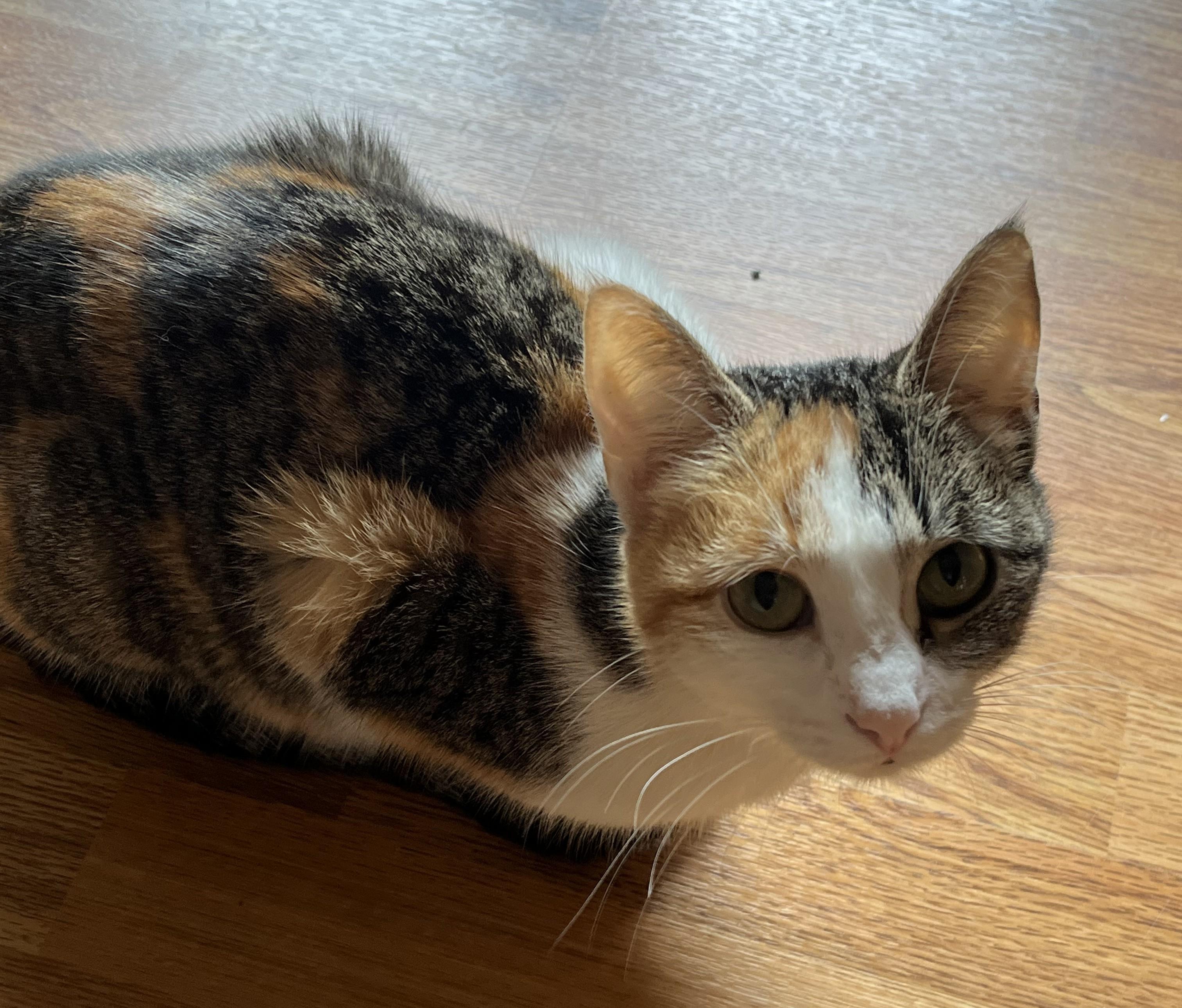 Tabrina, a ADOPTABLE Domestic Short Hair in Tomah, WI image 1/2