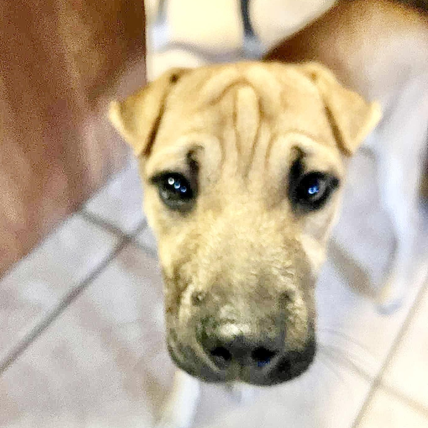 Dog for adoption Gar, a SharPei in DeWitt, NY Petfinder