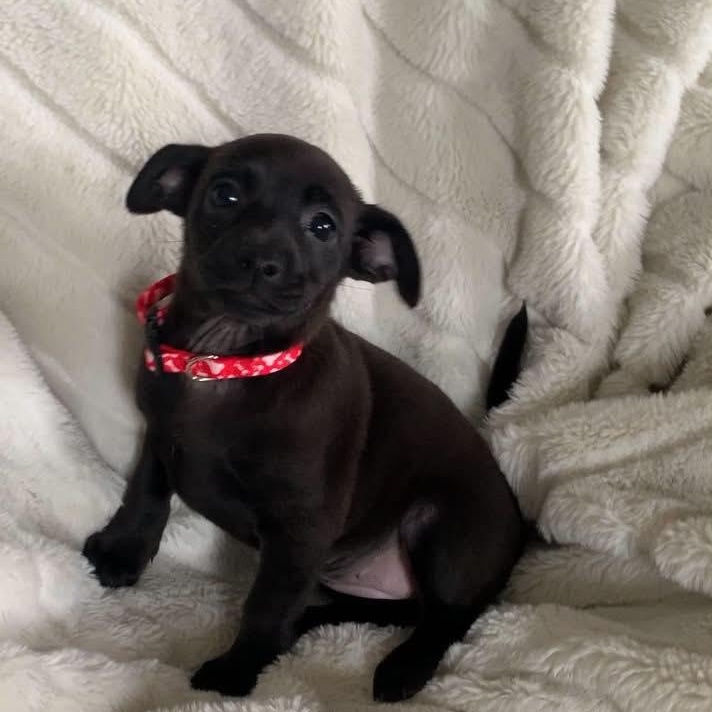 Enlarge PEGGY, a ADOPTABLE mixed breed in Evansville, WI image 4/5