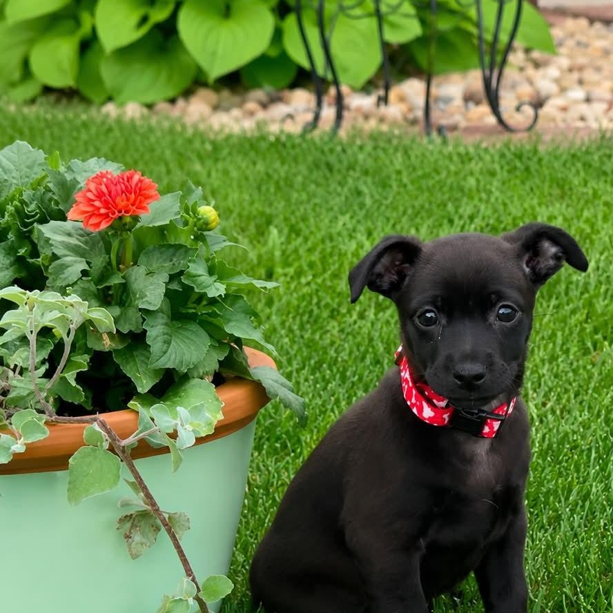 Enlarge PEGGY, a ADOPTABLE mixed breed in Evansville, WI image 5/5