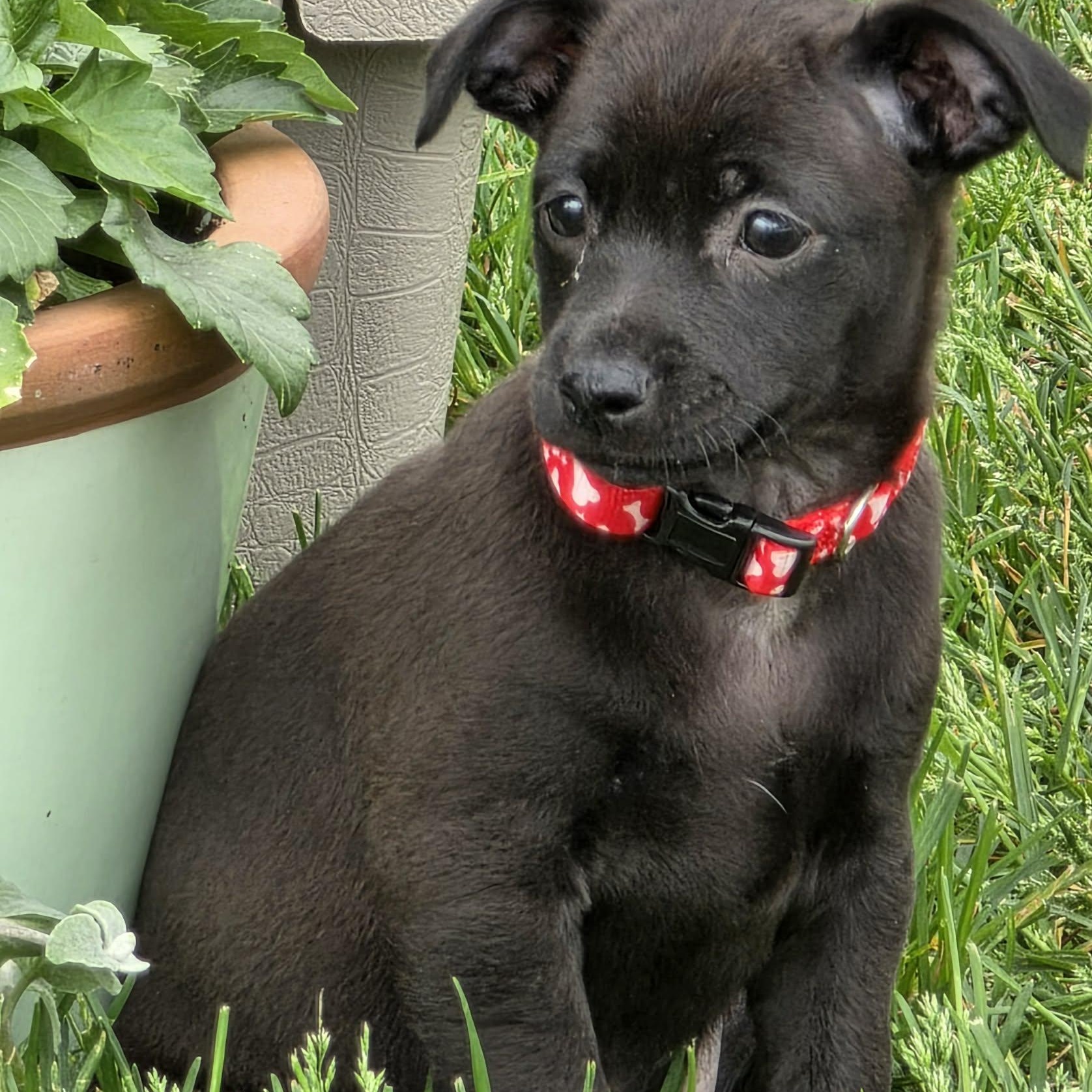 PEGGY, ADOPTABLE, Puppy Female Chihuahua & Terrier.