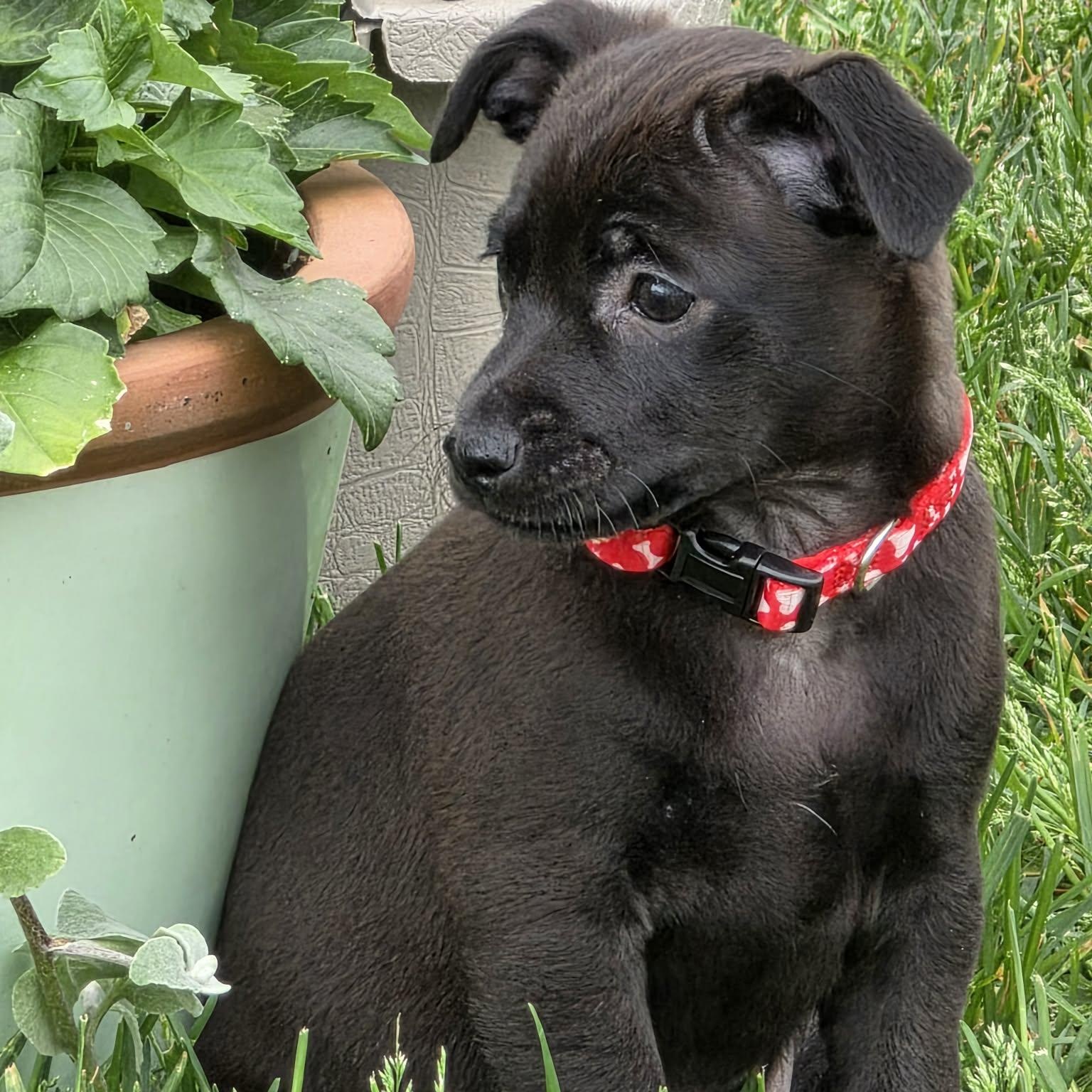 Enlarge PEGGY, a ADOPTABLE mixed breed in Evansville, WI image 3/5