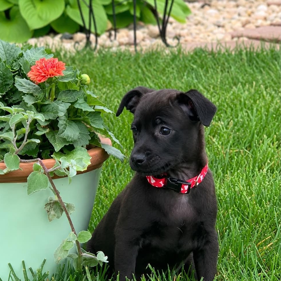 Enlarge PEGGY, a ADOPTABLE mixed breed in Evansville, WI image 2/5