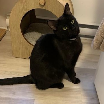 Enlarge Timinette, a Adoptable Domestic Short Hair in Montreal, QC image 2/6