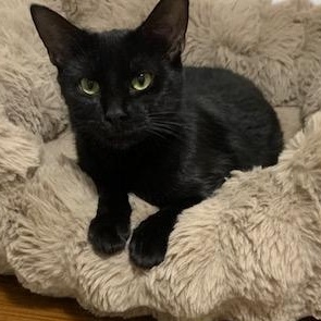 Timinette, a Adoptable Domestic Short Hair in Montreal, QC image 2/3