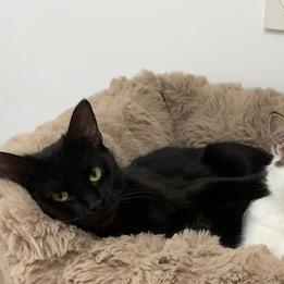 Timinette, a Adoptable Domestic Short Hair in Montreal, QC image 1/3