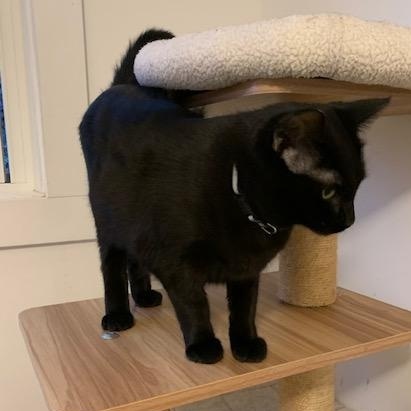 Enlarge Timinette, a Adoptable Domestic Short Hair in Montreal, QC image 5/6