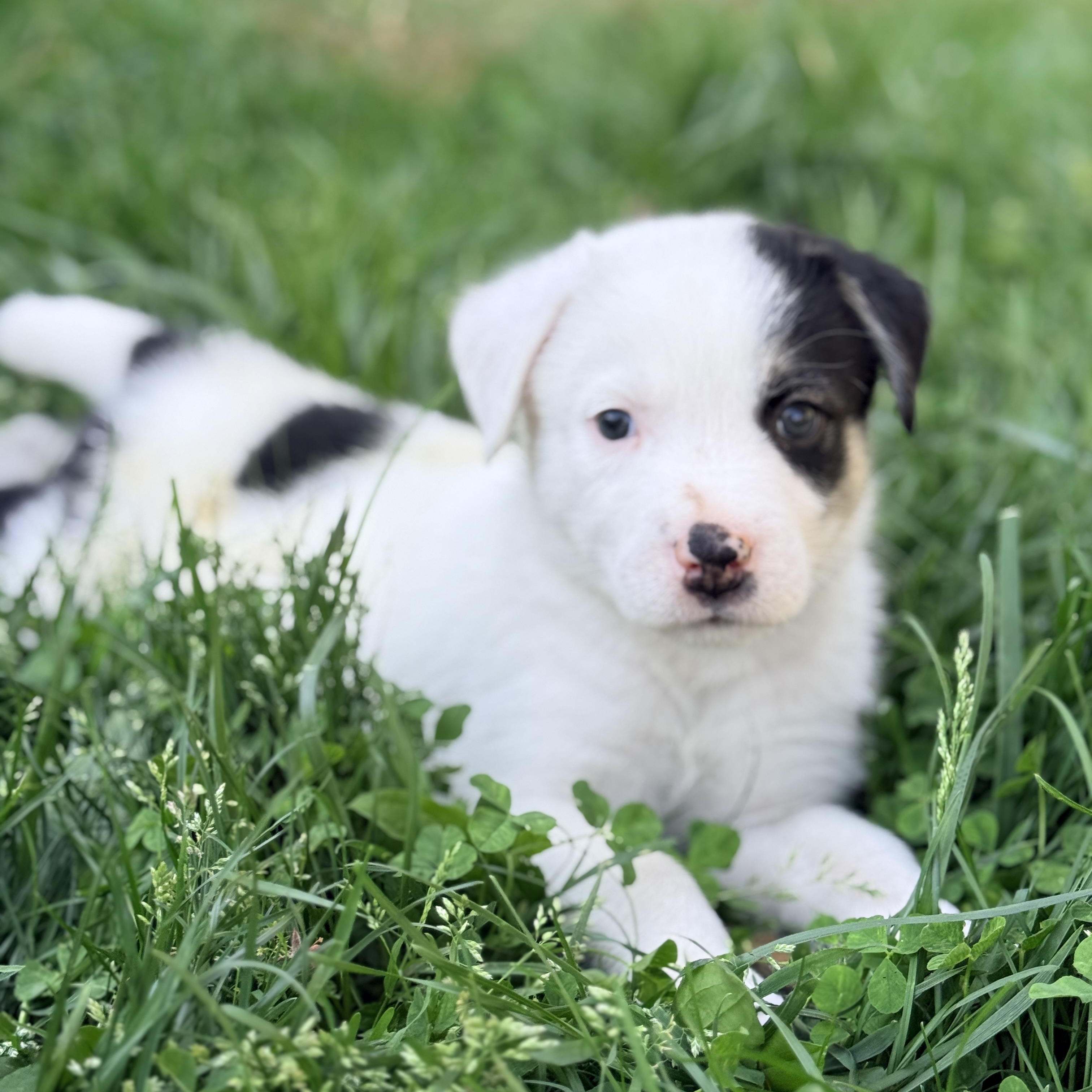 Finnick , Adoptable, Puppy Male Mixed Breed.