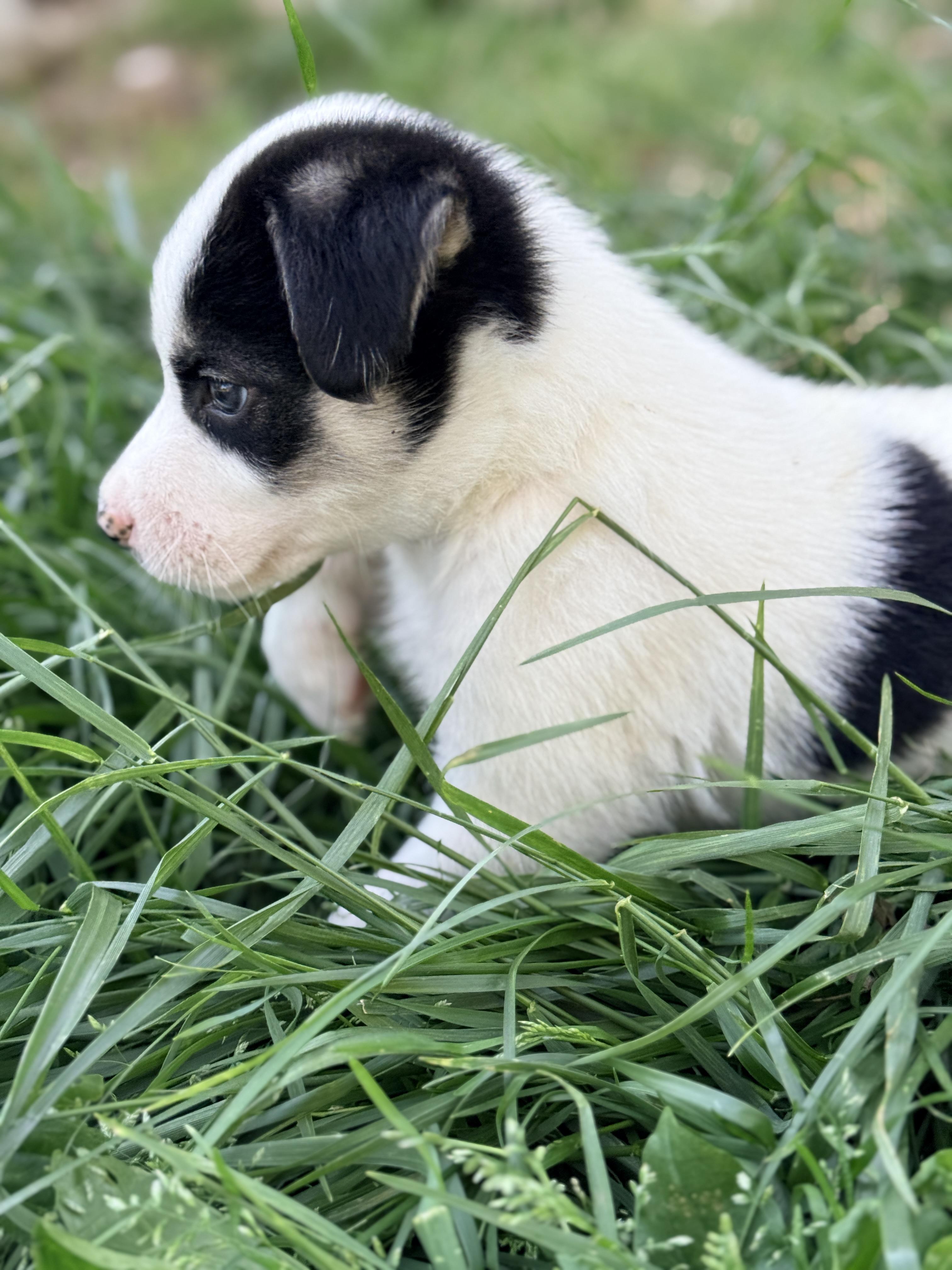 Enlarge Finnick , a Adoptable mixed breed in Columbia, MD image 2/3