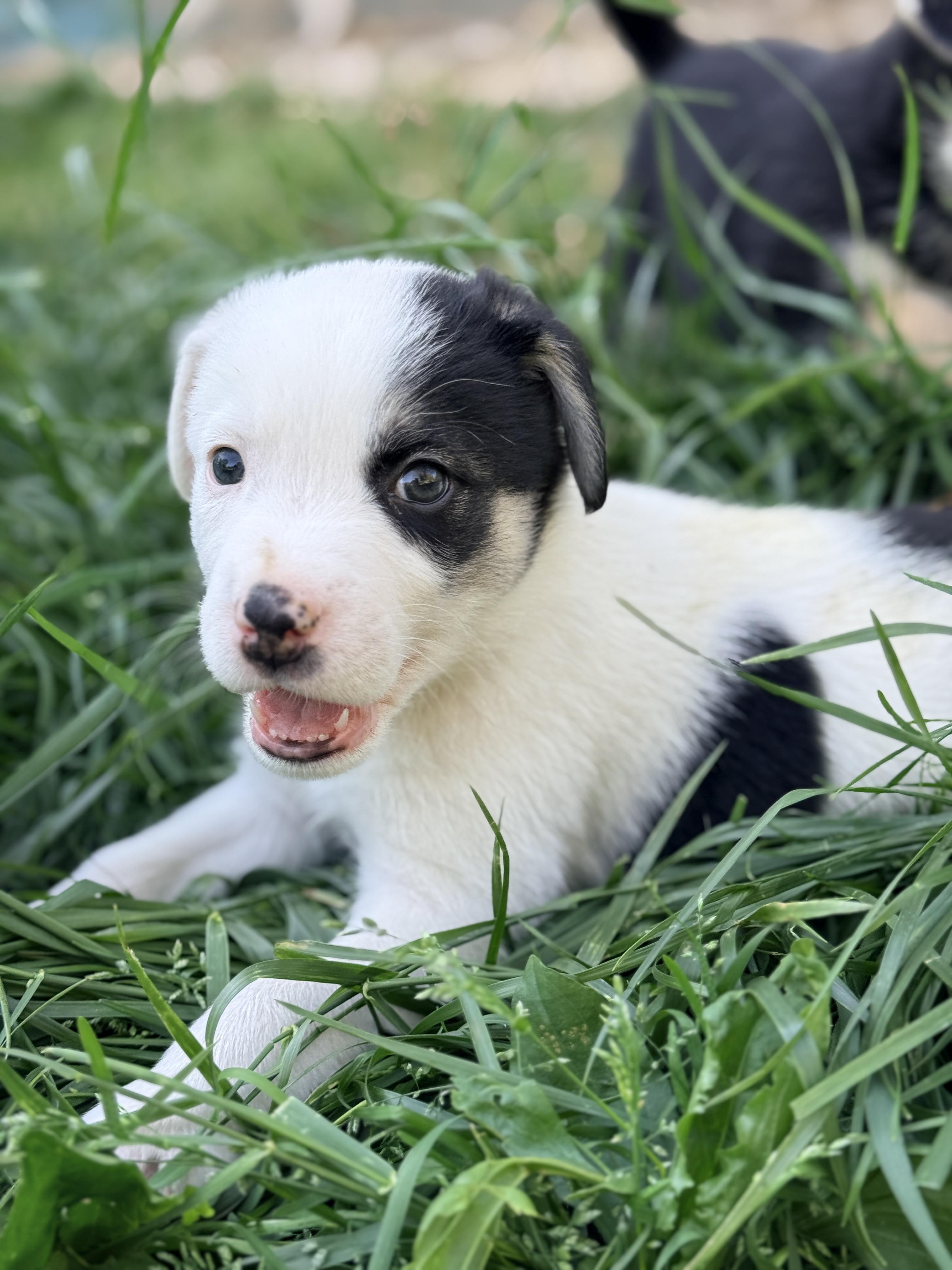 Enlarge Finnick , a Adoptable mixed breed in Columbia, MD image 3/3
