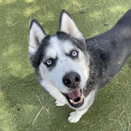 Orion, Adoptable, Senior Male Husky.