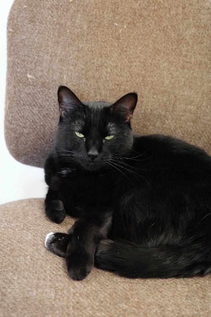 Enlarge Ebony, a Adoptable mixed breed in Maryville, TN image 3/4