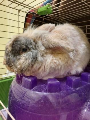 Enlarge Marcell, a Adoptable mixed breed in Erin, ON image 1/3