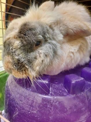 Enlarge Marcell, a Adoptable mixed breed in Erin, ON image 2/3