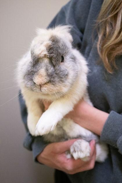 Enlarge Marcell, a Adoptable mixed breed in Erin, ON image 3/3